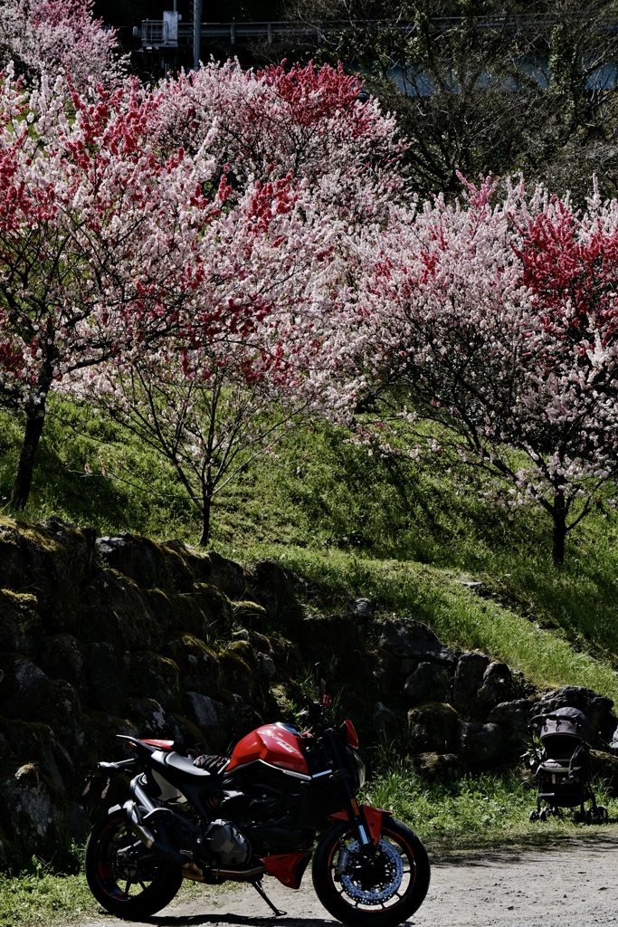 仁淀川町引地橋の花桃