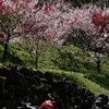 仁淀川町引地橋の花桃