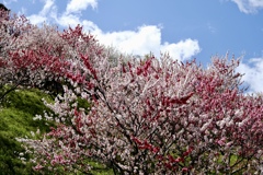 仁淀川町引地橋の花桃