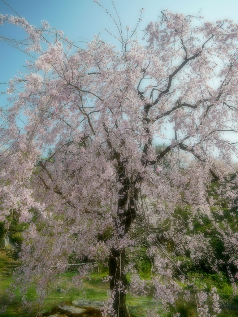 仙台屋桜
