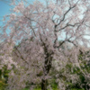 仙台屋桜