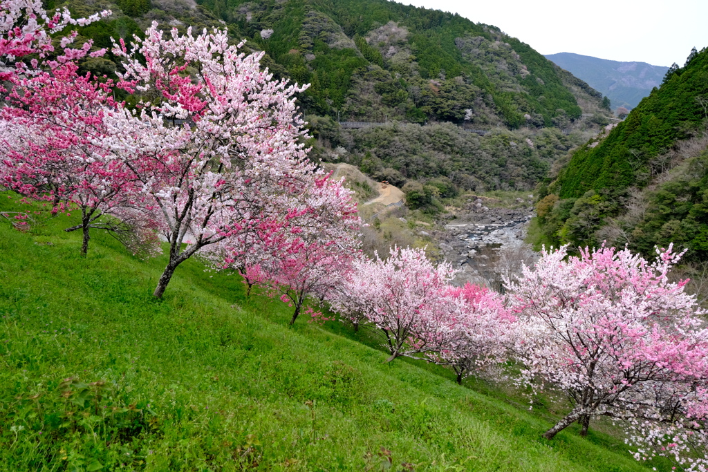 仁淀川町引地橋の花桃