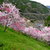 仁淀川町引地橋の花桃