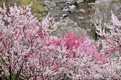 仁淀川町引地橋の花桃