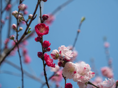 牧野植物園　2018　Spring