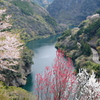 仁淀川町花の里公園