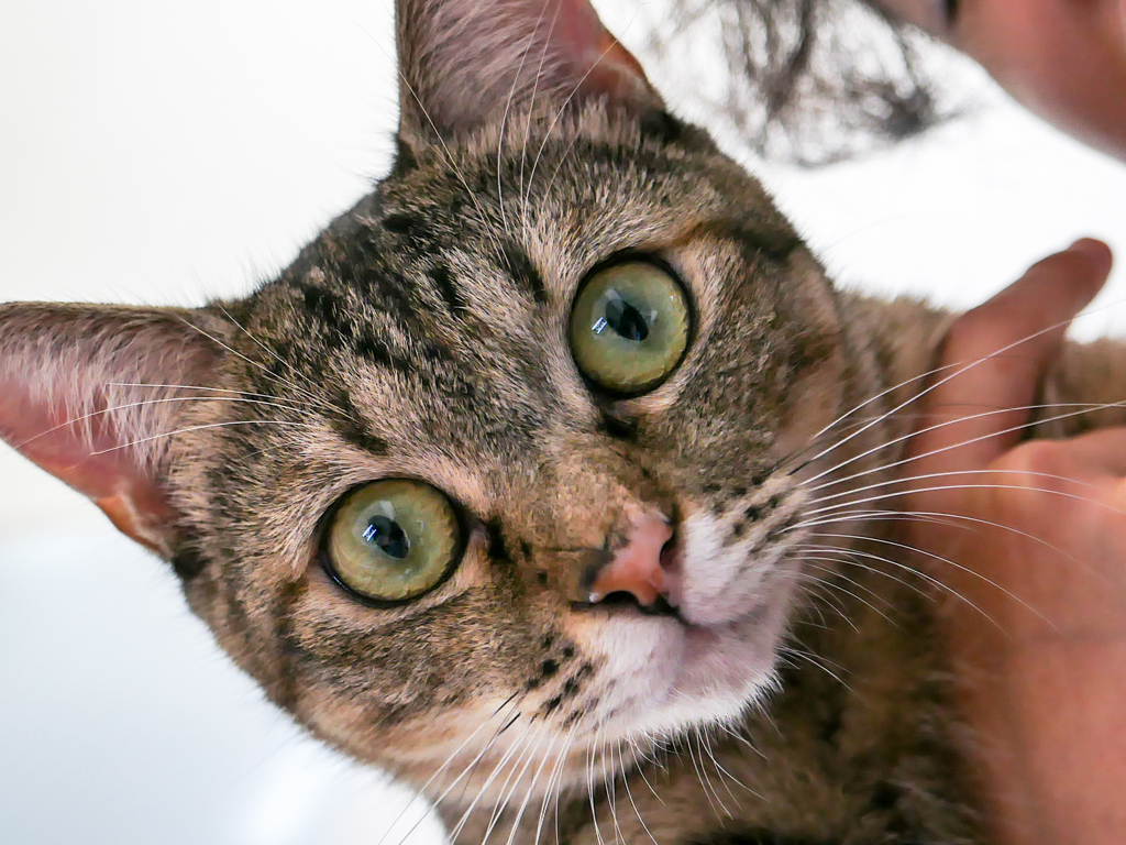 cat's-eye