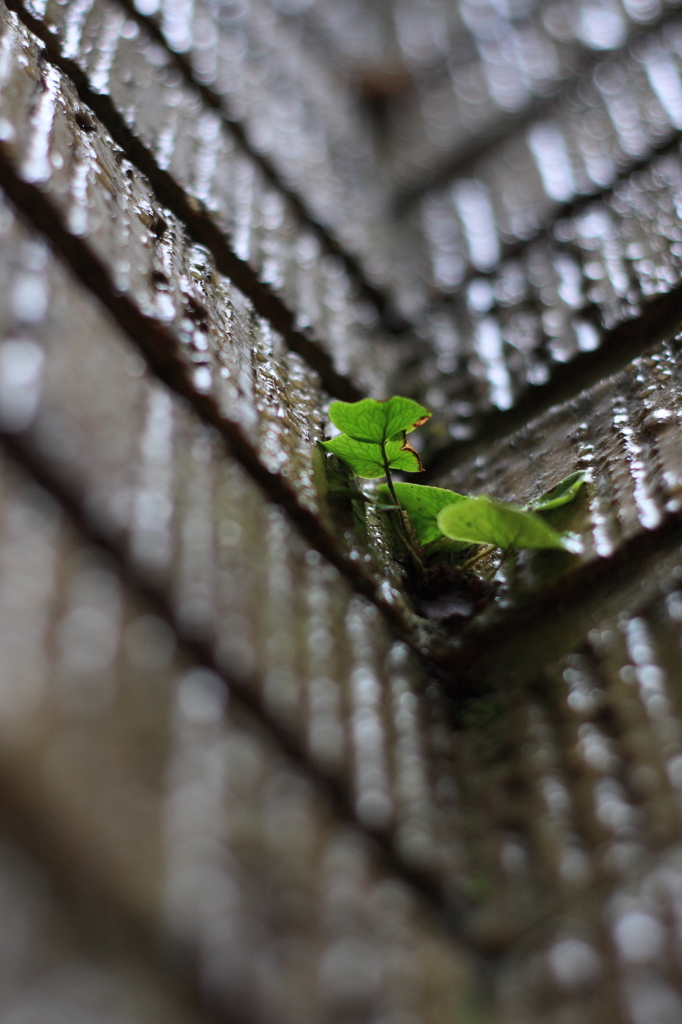 Vitality of  nature