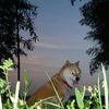 黄昏の竹林に佇む柴犬