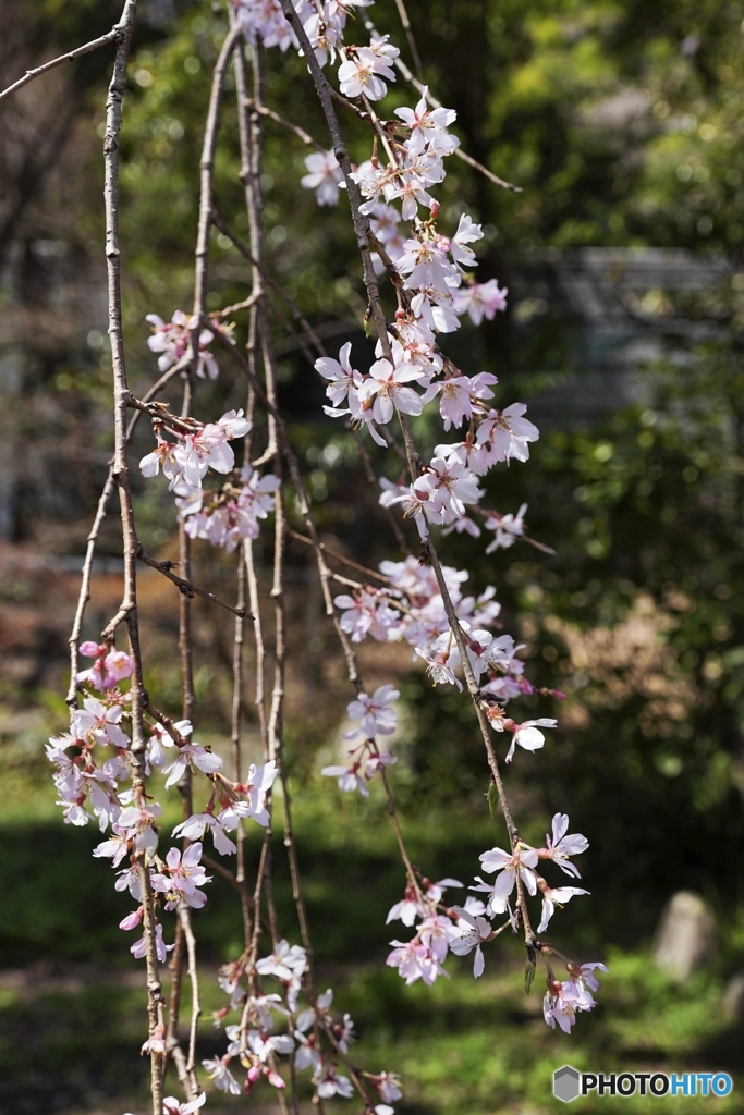 去年の枝垂桜