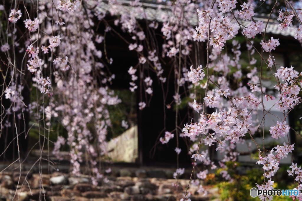 去年の枝垂桜３