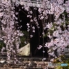 去年の枝垂桜３