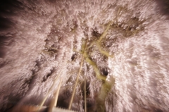 発光桜花