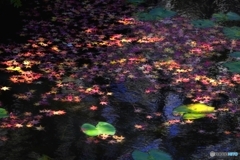 蓮池に浮かぶもみじ