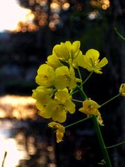 菜の花