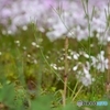 つくし