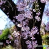 去年の枝垂桜２