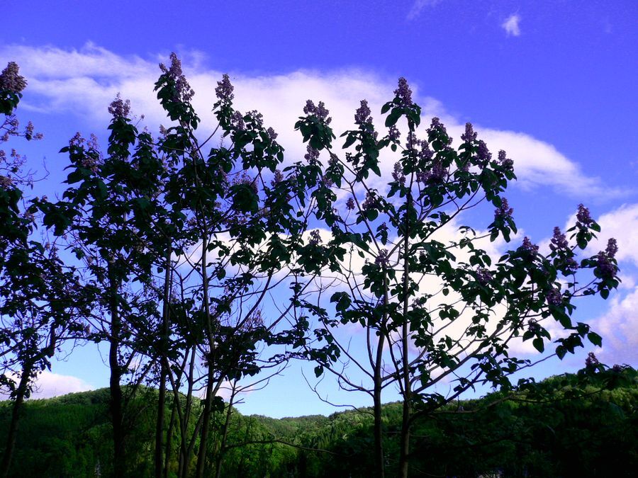 桐の木と花