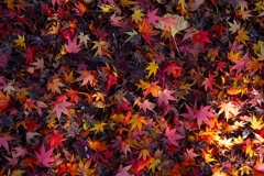 深紅に照らす