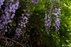 藤の花
