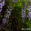藤の花