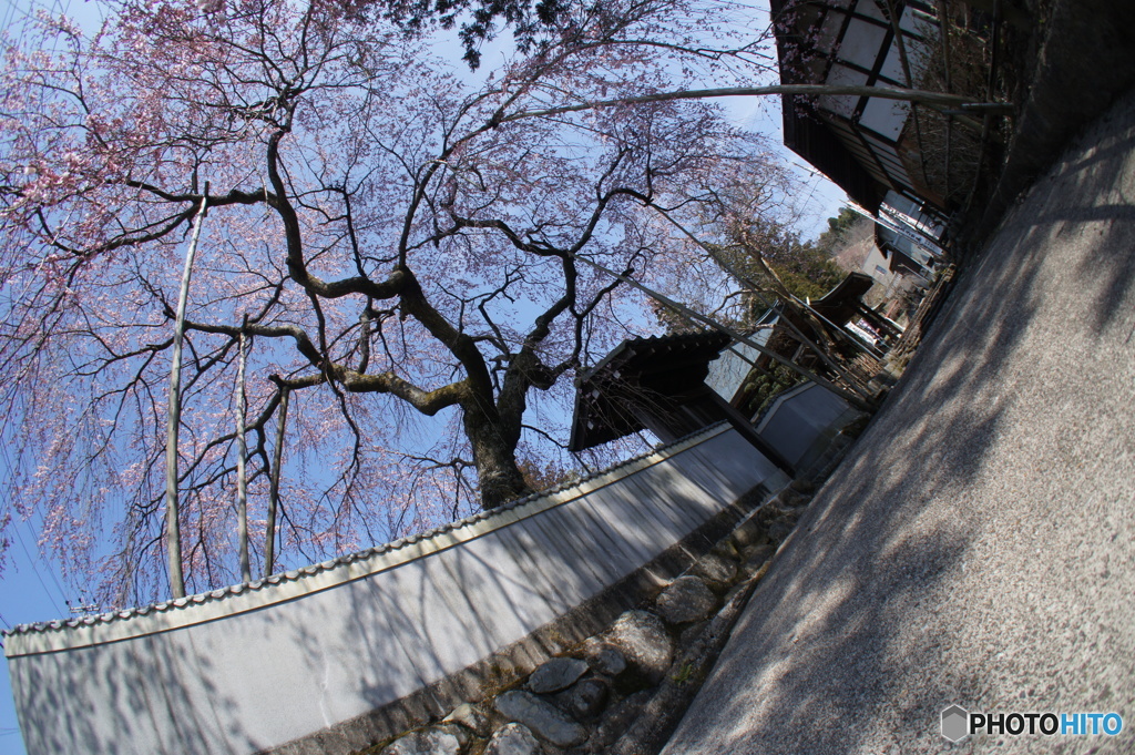 枝垂れ桜少し咲く