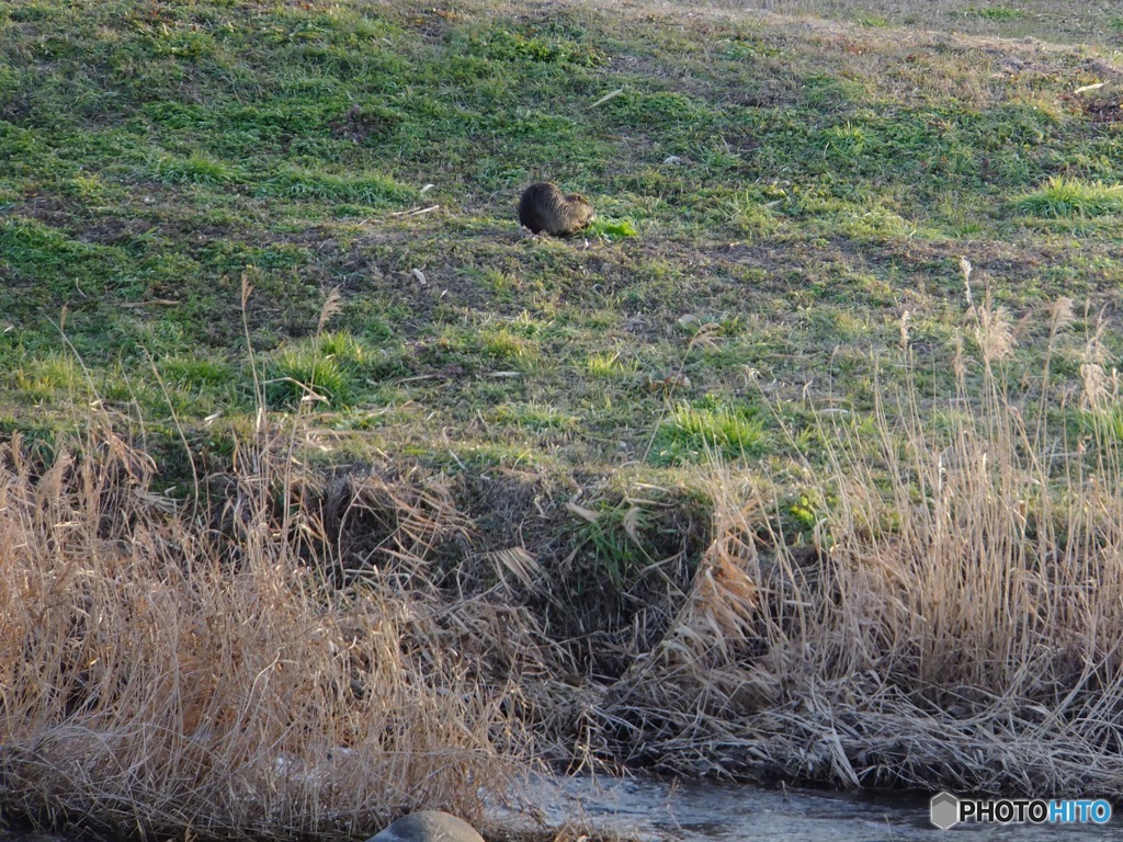 ヌートリアらしき生物　GooglePhotoから