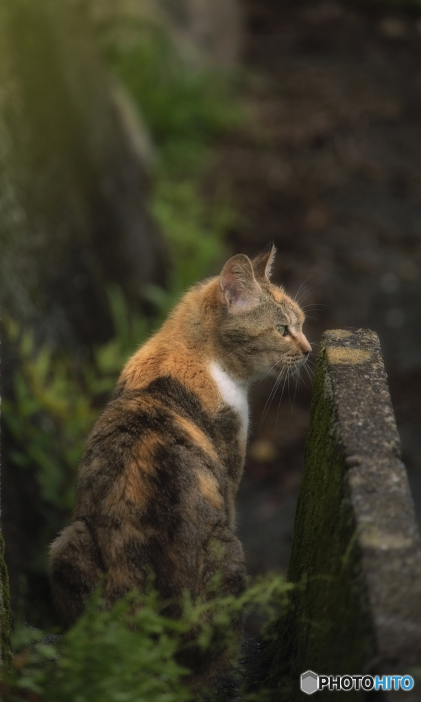 野良の三毛猫