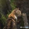 野良の三毛猫