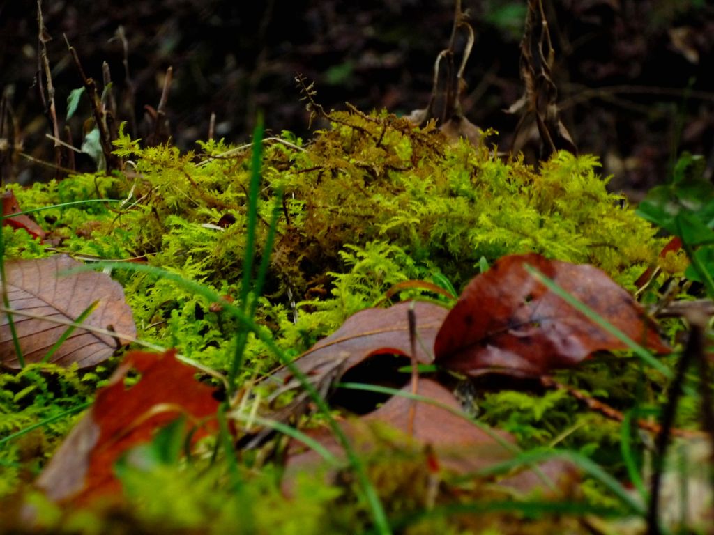 苔に積るフレディ