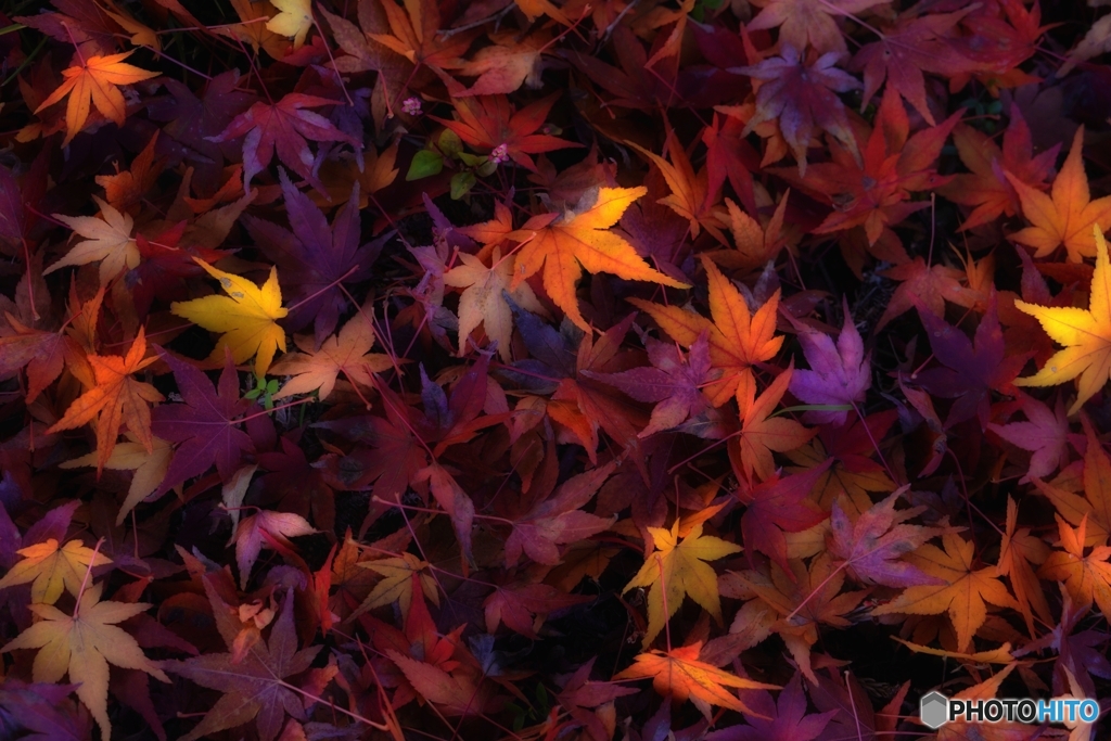 紅葉するもみじ彩度高め