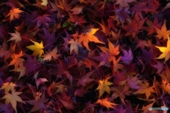 紅葉するもみじ彩度高め