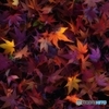 紅葉するもみじ彩度高め