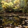 湖沼と紅葉のグラデーション共鳴