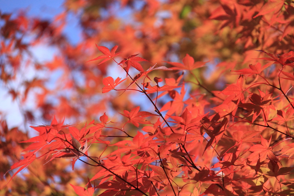 一足はやい紅葉　in　黒部