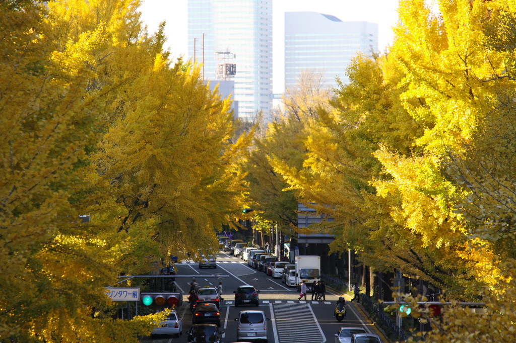 山下公園の銀杏並木