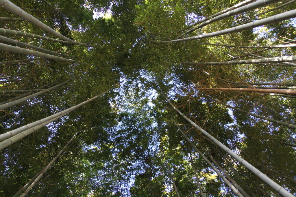 竹林