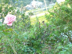 高嶺の華だから