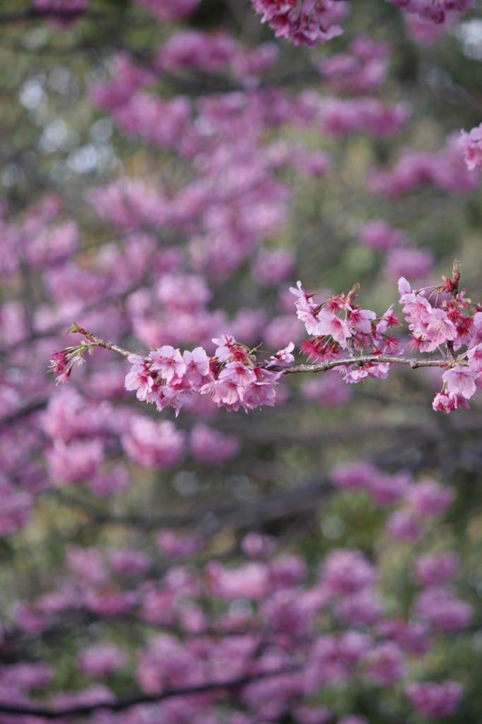 寒桜