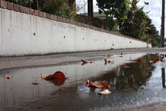 秋の雨上がり