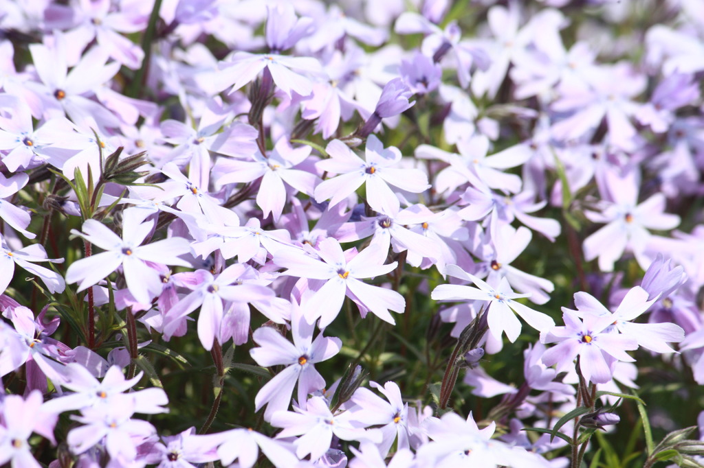 芝桜