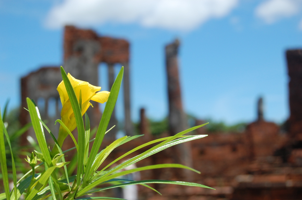 遺跡に咲く一輪の花