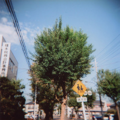 holga320091117