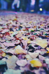秋の終わり。