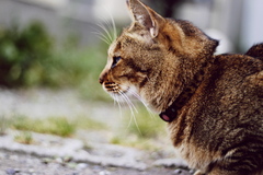 野良猫。