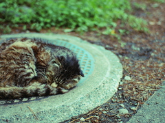 眠る野良猫。