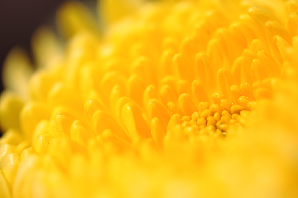 菊