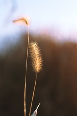 ねこじゃらしⅡ