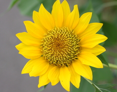 あらまぁ～こんにちは