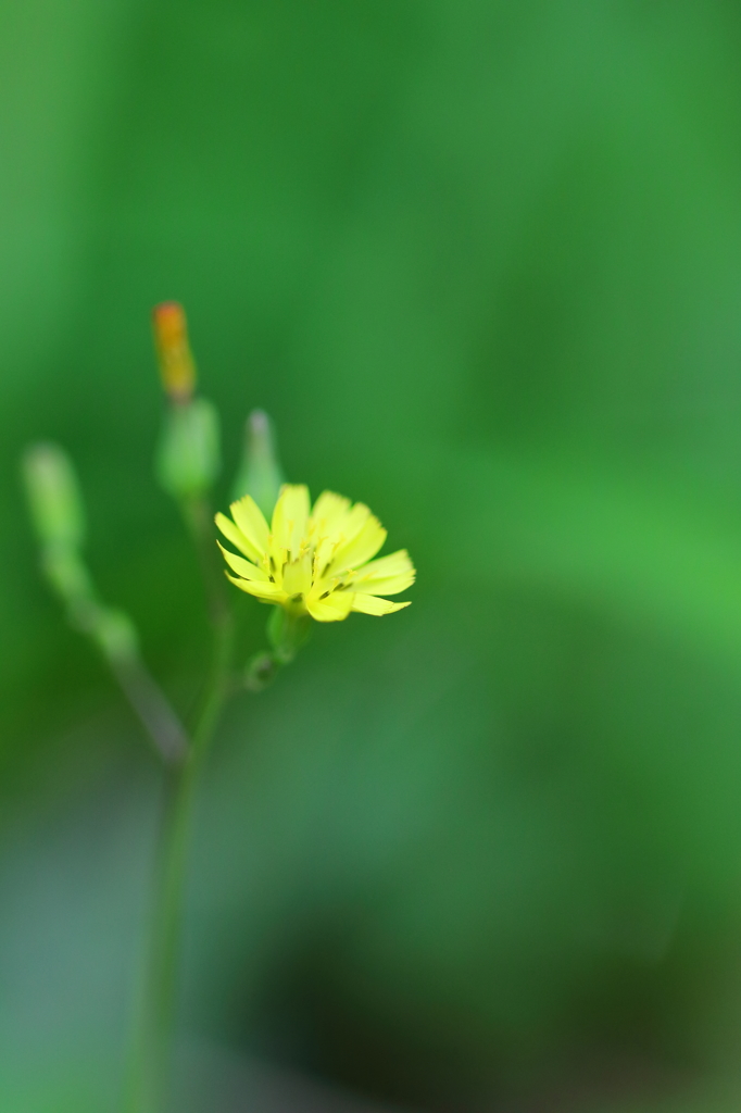 黄　　華